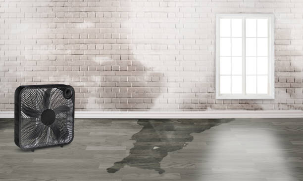 Best Mold removal after water damage  in Bethel Acres, OK
